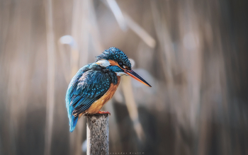 morning dragonfly / ***