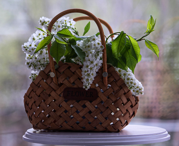 Bird-cherry tree / ***