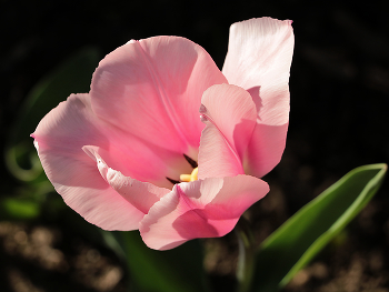 Tenderness of spring / ***