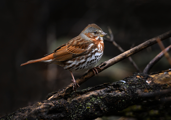 Fox sparrow / Fox sparrow