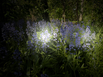The light in my mind / Blumentraum