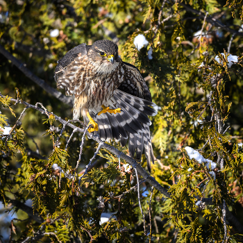 Merlin (Falco columbarius) / Merlin (Falco columbarius)