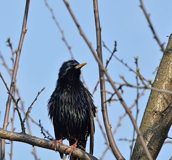 Starling / ***