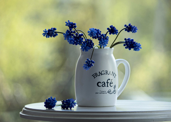 Mouse hyacinth / ***