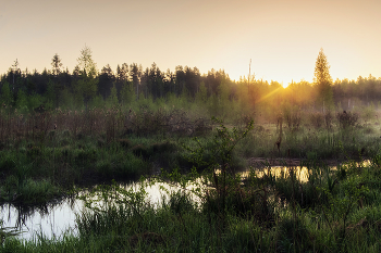 Dawn on the swamp / ***