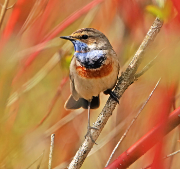 Bluethroat / ***