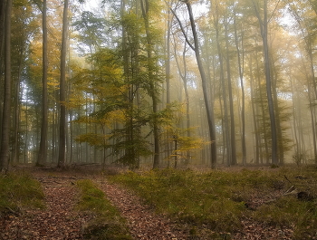 Foggy morning / ***