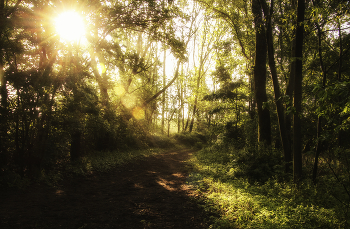 The sunlight streams / ***