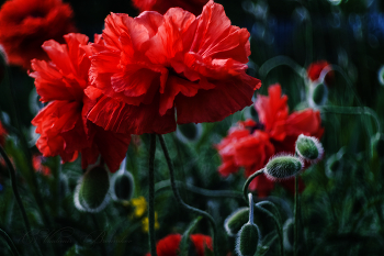 Happy Victory Day! / ***