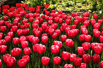 Happy Victory Day! / ***
