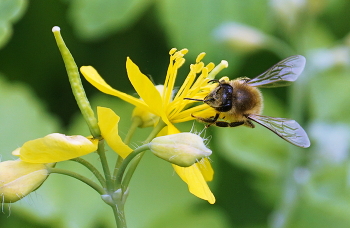 OF POLLEN / ***