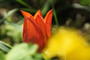 Tulip / ***