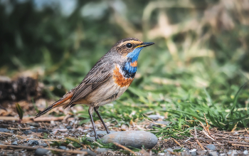 Bluethroat / ***
