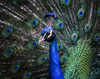 Peafowl / ***