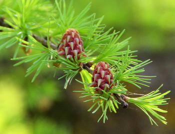 Flowering cherry / ***