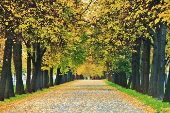 Autumn alley / ***