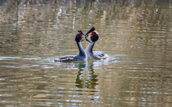 Grebes / ***