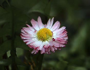 After the rain / ***