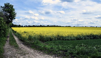 Rapeseed field / ***