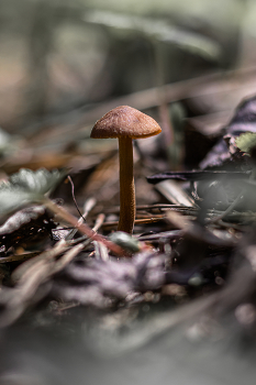 Quiet Hunt ... / ***