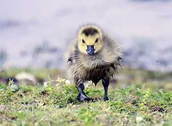 Miracle in the feathers / ***