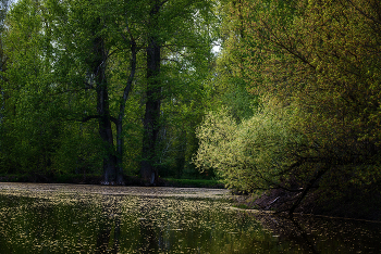 Old pond ... / ***