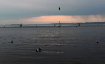 &nbsp; / ***
