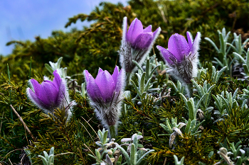Pulsatilla Crimean / ***