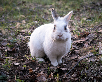 curious / ***