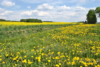 Blooming spring / ***