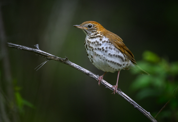 Wood Thrush (Hylocichla mustelina) / ***