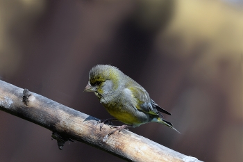 Yellow Wagtail / ***