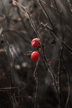 Pre-winter / ***