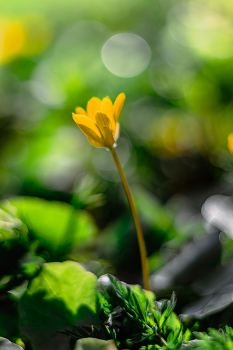 In forest / ***