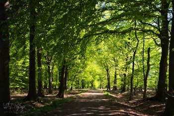 &nbsp; / Wald in Nordfriesland im Frühling