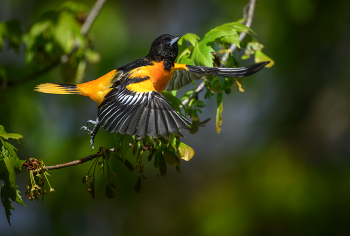 Baltimore Oriole (m) / Baltimore Oriole (m)