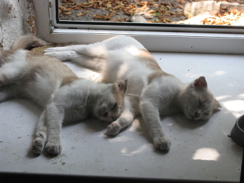 Nap ... / ***