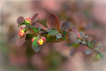 &nbsp; / https://irina-pro-photo.ru/flowers