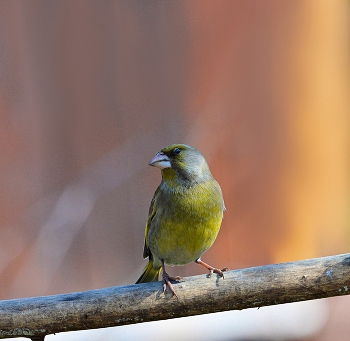Yellow Wagtail / ***