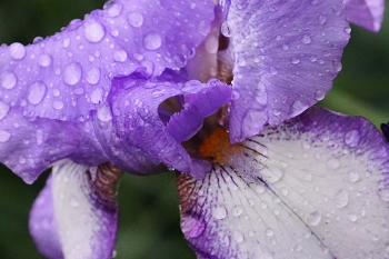 After the rain / ***