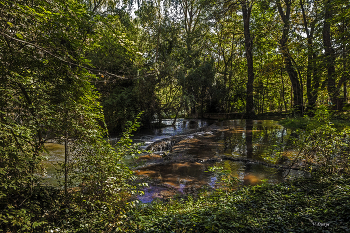 Forest creek / ***