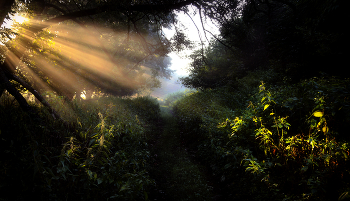 in the light of dawn ... / ***