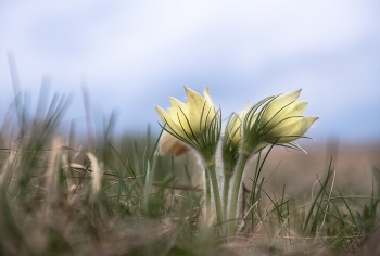 Primroses / ***