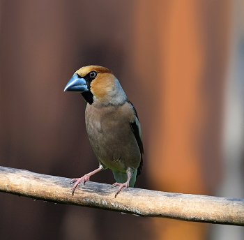 Grosbeak / ***