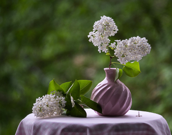 White Lilac / ***