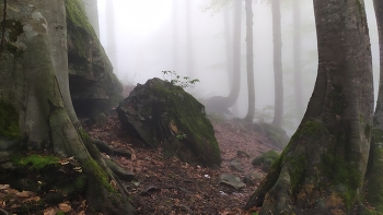 Enchanted forest. / ***