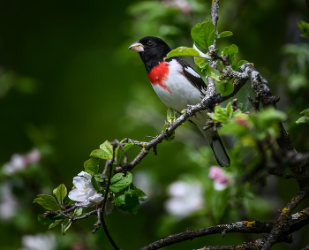 Rose-breasted Grosbeak (m) / Rose-breasted Grosbeak (m)