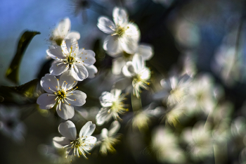 Cherry Blossoms / ***