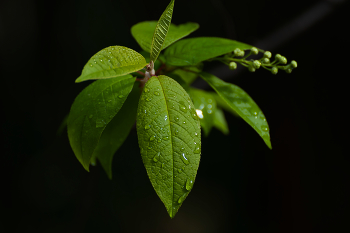 After the rain / ***