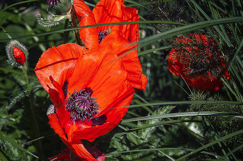 Poppies / ***